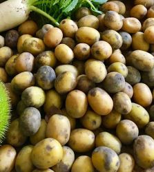 लप्सी (के.जी.)