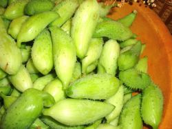 बरेला (के.जी.)
